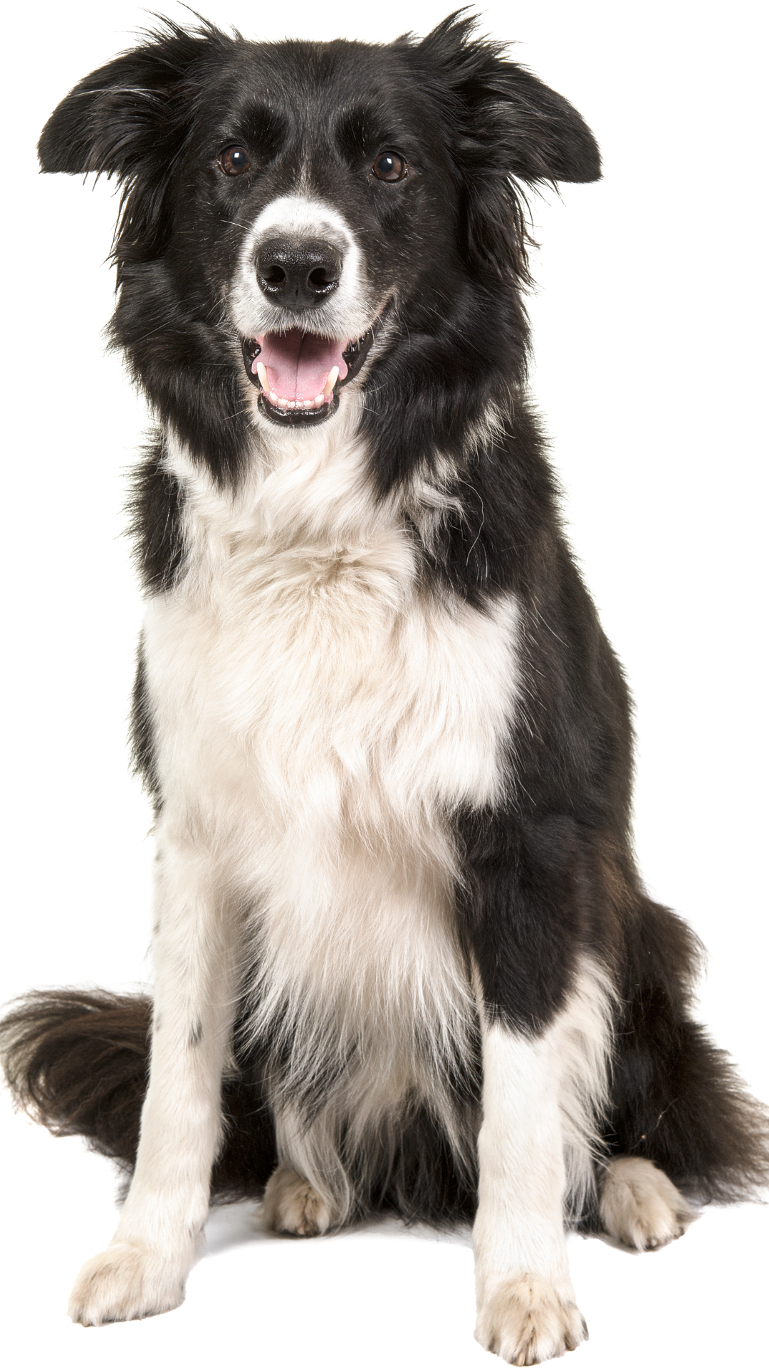 caes border collie