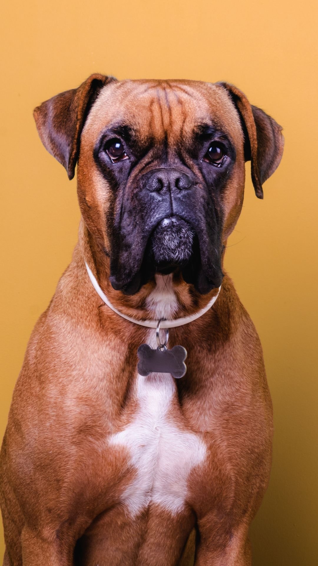 caes boxer
