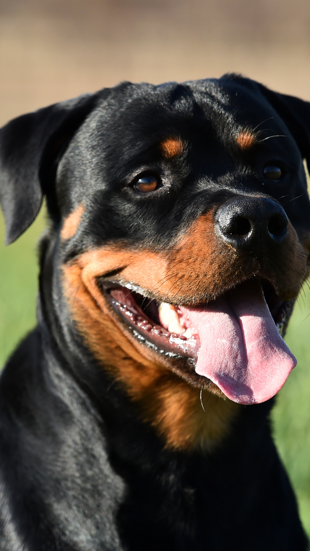 caes rottweile