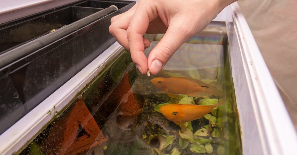 receitas para peixes de aquario