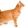 American Bobtail A Personalidade Marcante do Gato de Rabo Curto Americano
