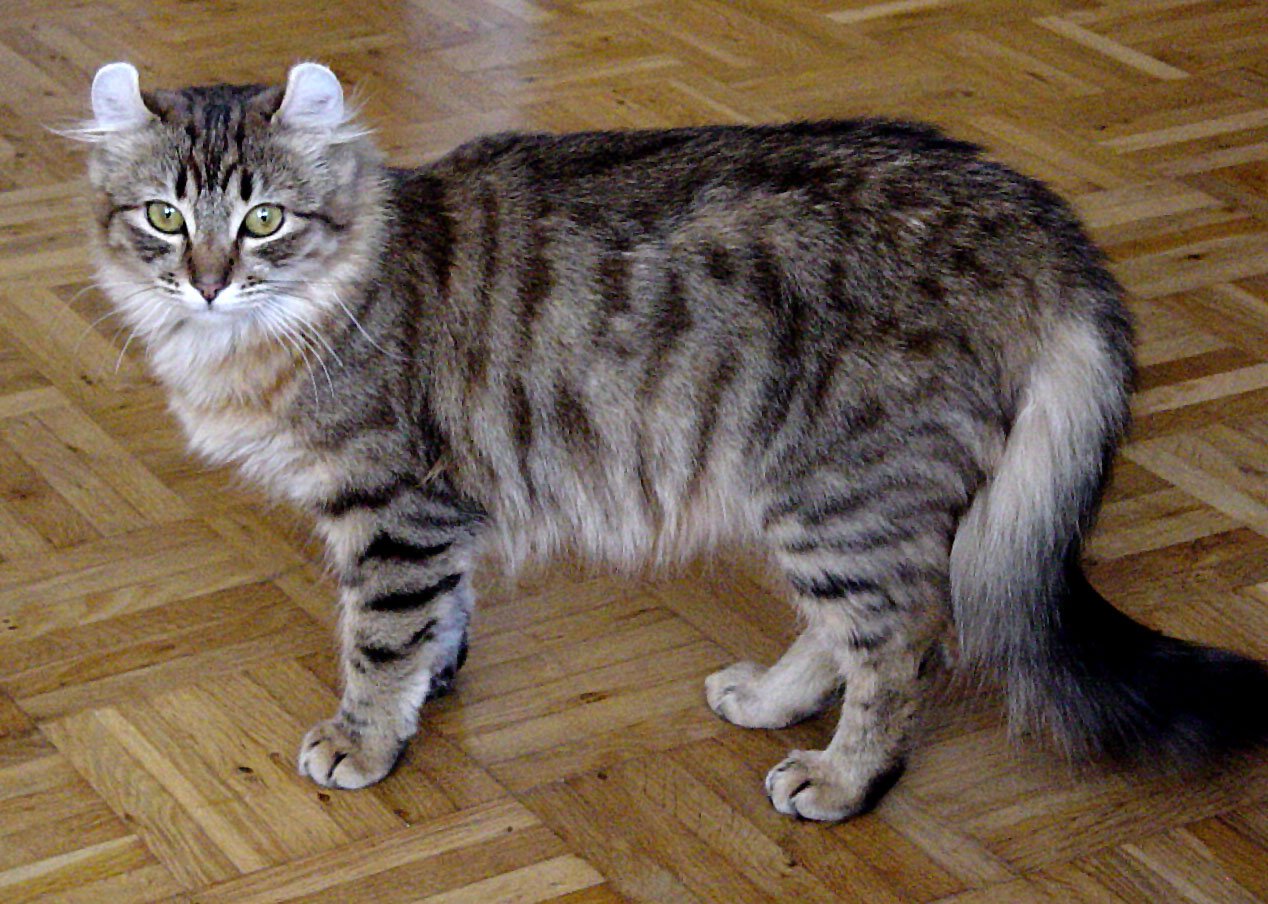 American Curl A Graça Curvilínea Encantadora