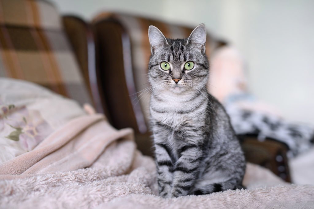 American Shorthair A Encarnação da Força e da Fidelidade Felina