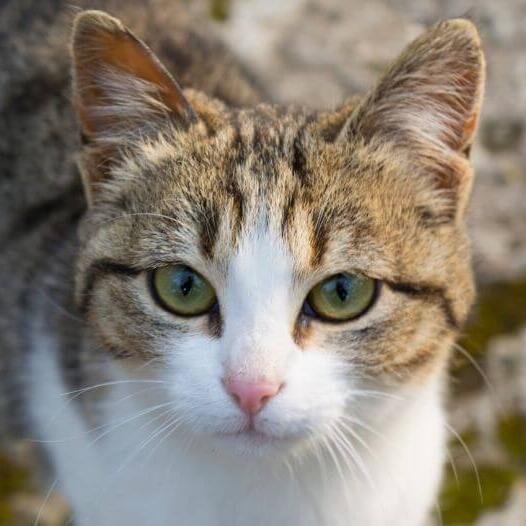 American Wirehair A Singularidade em Forma de Gato