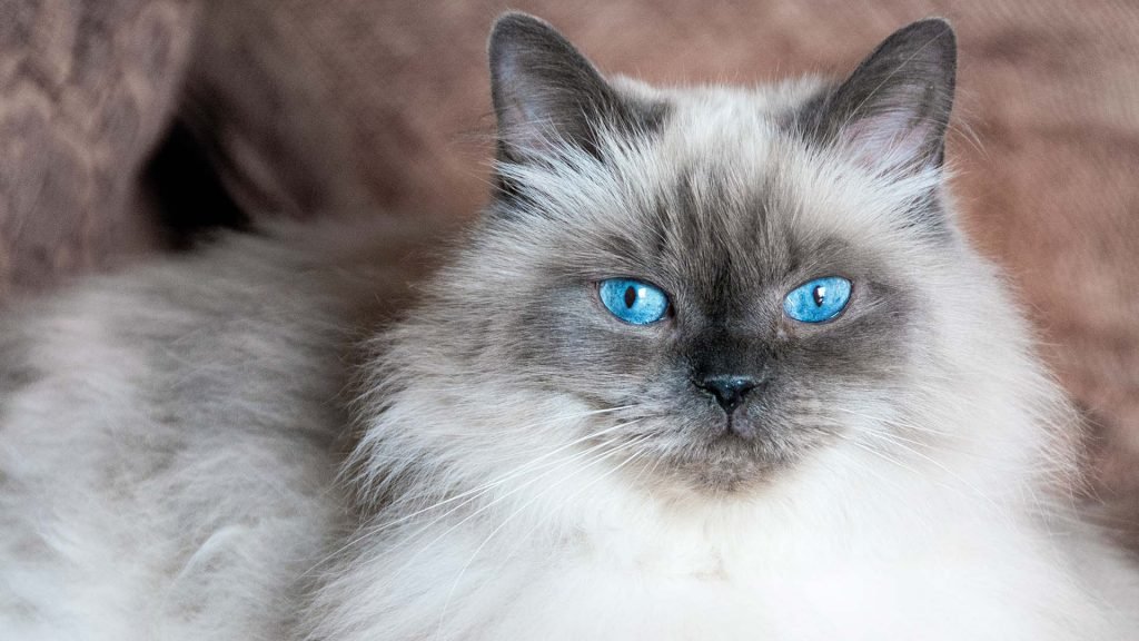 Himalayan O Ponto de Encontro Entre Luxo e Afeto