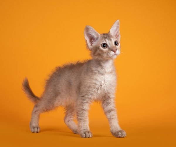 LaPerm Encantos e Caracóis do Mundo Felino