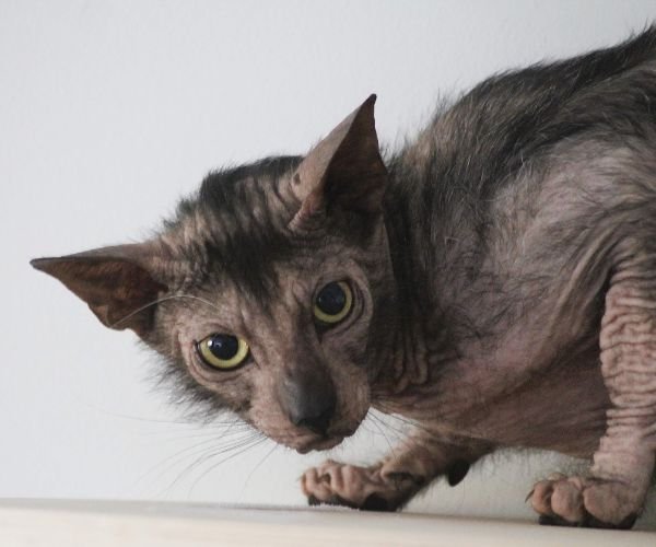 Lykoi Os Lobisomens do Mundo Felino