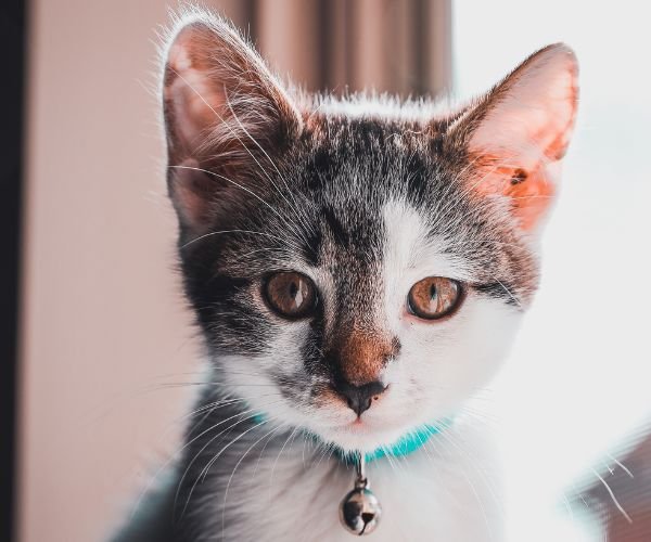Manx O Misterioso Gato Sem Cauda e Sua Fascinante Origem