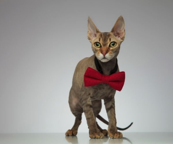 Peterbald A Beleza Singular da Elegância Sem Pelos