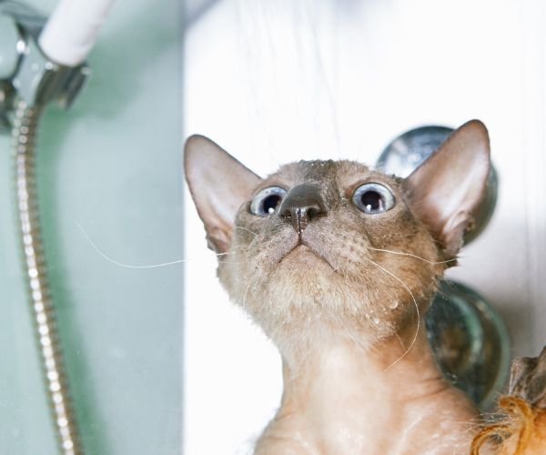 Raça de Gato Peterbald