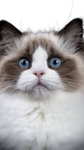 Raça de Gato Ragdoll Conheça o Gigante Gentil dos Felinos