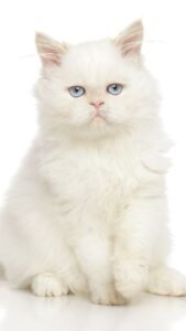 Realeza Felina O Mundo Encantado dos Gatos Persas e Seus Segredos