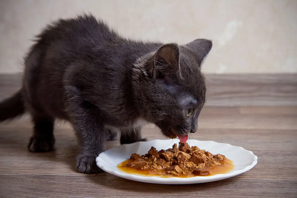 Gelatina de Atum para Gatos