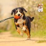Lei Promete Transformar o Bem estar Animal