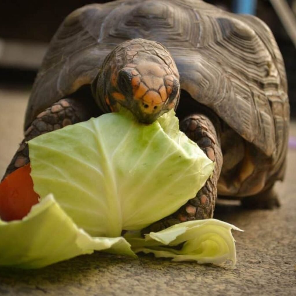 Receita de Alimentação para Jabuti piranga