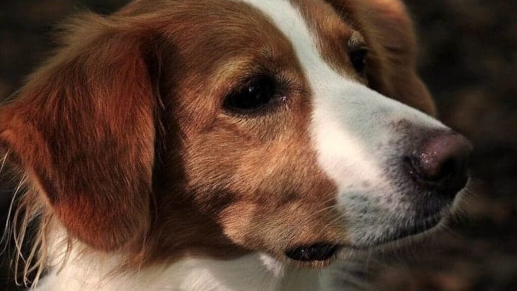 O que os cachorros precisam Guia completo
