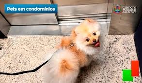 Câmara autoriza pets em edifícios residenciais de todo o país