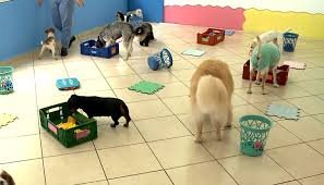 Cresce demanda por hotéis para pets e aumenta responsabilidade dos tutores