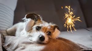 Fogos de artifício causam estresse em 80% dos pets, revela estudo
