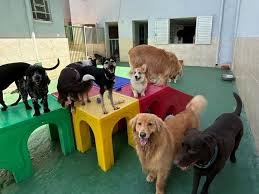 Mercado de creches para pets cresce com aumento de MEIs em Campinas