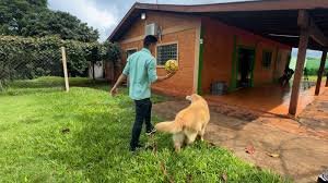 Retiro animal na Estrada do Limoeiro conquista hóspedes peludos